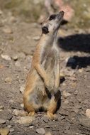 meerkat on the ground