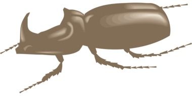 Brown Beetle vector drawing