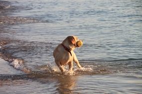 funny running dog on the beach