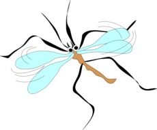 Mosquito Wings drawing