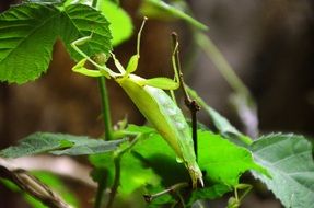 mantis on a branch with green leaves