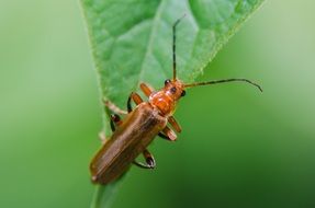 Cantharis rufa, brown bug on green leaf