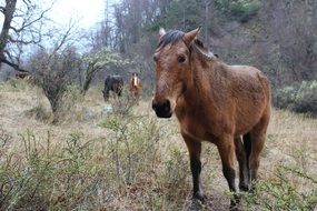 horses in a wild field