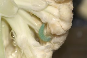 green caterpillar on cauliflower