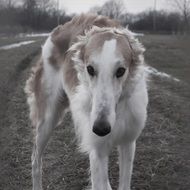 barzoi is a hunting dog
