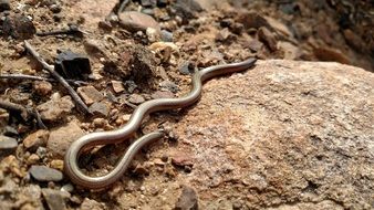 black blindworm on the stone