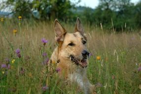 Dog lying on Meadow, head close up
