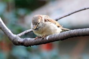 sparrow on a branch in the garden