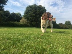 Dog Walking by Grass in Park