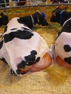 spotted cows on the farm