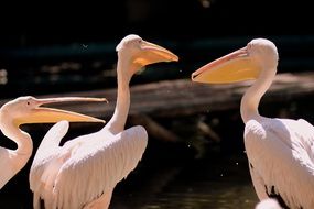 white pelicans near the water