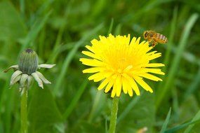 bee on yellow dandelion bud