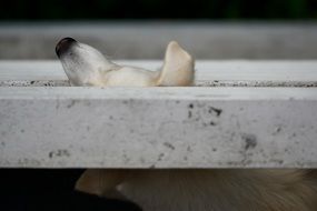 dog looks out from the balcony