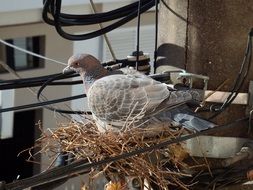 Pigeon Nest