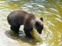 Brown bear is playing in the water