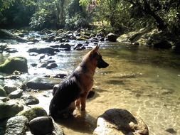 thoroughbred dog near the water