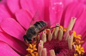 Blossom Bloom Nectar Bee Close