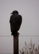 Vulture, Bird silhouette on pole at sky