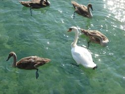 swans swim in clear water