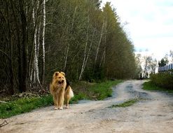 attractive Dog on Village Road