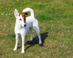 smooth fox terrier on the lawn