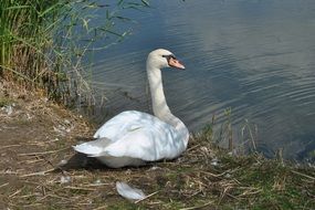 young white swan on the lake