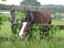 domestic horse on a pasture in a wooden paddock