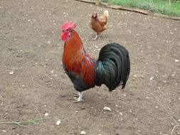 poultry in the yard on the farm