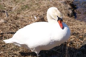 wild white swan on the lakeside