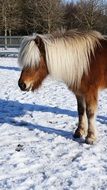 irish pony on a snowy field