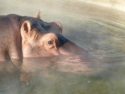 hippopotamus sitting in the water