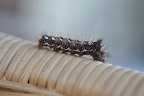 fluffy bright caterpillar closeup