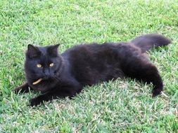 Somestic Feline resting on a grass