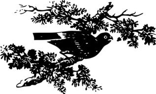 Black and white bird on the branch clipart