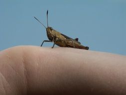 Grasshopper on the hand