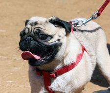 pug in red leash