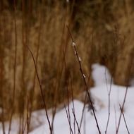 Willow Blossoms in winter