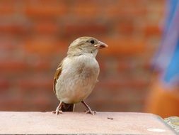 sparrow on the roof against a brick wall