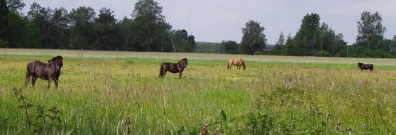 paddock of horses on a green meadow