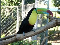Toucan, colorful Tropical Bird portrait