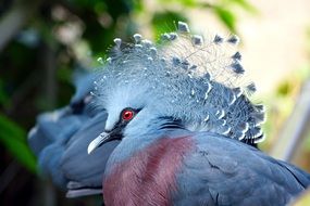 extraordinarily beautiful Bird Feathers