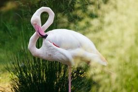 White flamingo in Africa