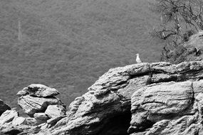 monochrome picture of Seagull on a Cliff