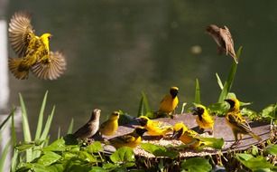 Birds in South Africa