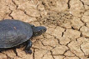 crawling black turtle on cracked ground