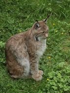 Lynx Cat