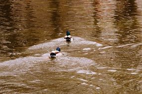 Two ducks floating on the river