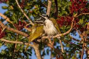 Blue Faced Honeyeater Birds