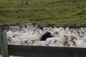 Cute, beautiful and colorful Sheeps in Iceland