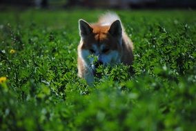 cute akita inu in green grass